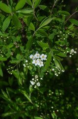 Meadowsweets bush with small white flowers, spring nature scene.