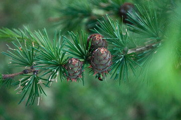 Larch tree branch with green needles and three young cones on a spring day.