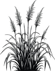 Obraz premium Tall kans grass silhouette vector illustration isolated on a white background