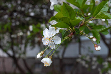 Cherry tree branch with blooming white flowers and buds and green leaves. Sakura blossom in a garden on spring time.
