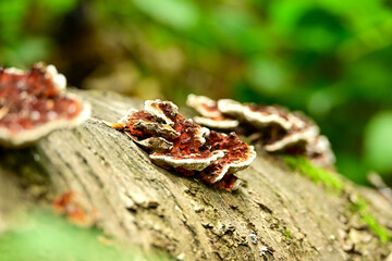 Intense close-up of small, textured fungi with red-brown centers and white edges growing on weathered wood in a South Limburg forest during autumn.