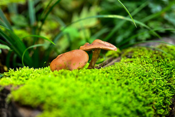 Two small, orange-brown wild mushrooms emerge from a dense, neon green carpet of moss on a log. Captures the damp, vibrant life of the Zuid-Limburg forest in autumn.