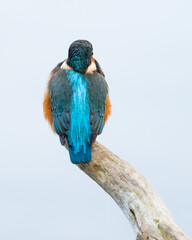 Eisvogel, Rückenansicht