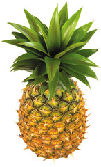 A single pineapple with green leaves on top isolated on a black background on transparent background