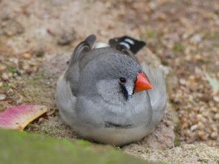 zebra finch