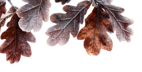 PNG Frosty oak leaves winter beauty.