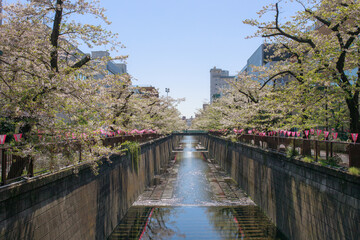 Fototapeta premium 桜の時期の東京の風景