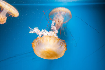 underwater photography jellyfish Chrysaora fuscescens, Pacific sea nettle, West Coast sea nettle