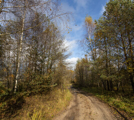 Road in the woods with trees on both sides
