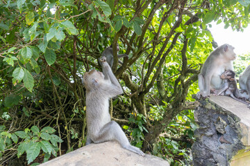 Three monkeys are sitting on a rock near a tree