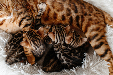 young cute small bengal kittens with mother cat lying in white fluffy cat bed, red and black, striped and spotted, ginger cat, newborn kittens sucking milk, drinking milk, cat maternity concept
