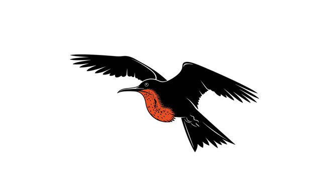 Magnificent Frigatebird soaring gracefully against a clear sky.