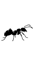 Silhouette of an ant on a white background.