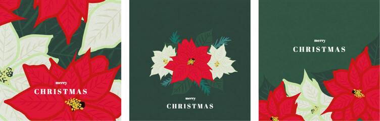 Christmas vector holiday illustration with flowers and fir branch. Greeting Christmas cards. Poinsettia flowers.