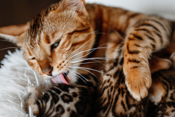 young cute small bengal kittens with mother cat lying in white fluffy cat bed, red and black, striped and spotted, ginger cat, newborn kittens sucking milk, drinking milk, cat maternity concept