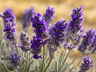 Obraz premium Vibrant purple lavender flower spikes in a close up ro shot revealing delicate details of blossoms and foliage