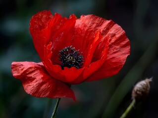 Fototapeta premium A vibrant red poppy flower captured in a detailed ro shot showcasing its delicate petals and dark center