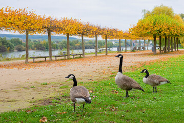 Geese walking near vineyard in autumn