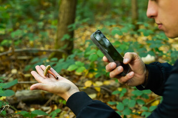 A man uses his smartphone to identify a wild mushroom held in his hand, highlighting the importance of education about edible vs. poisonous fungi during foraging in an autumn forest.