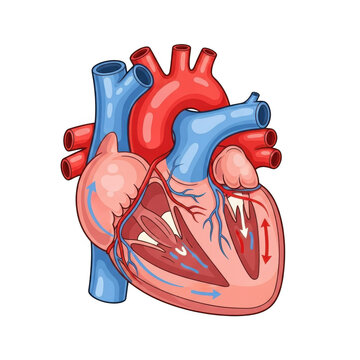Detailed anatomical view of the human heart showing chambers valves and major blood vessels isolated on transparent background