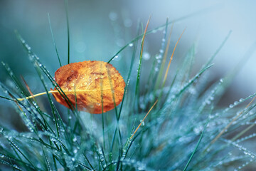 Yellow leaf and water drops on the grass