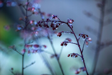 water drops on the grass