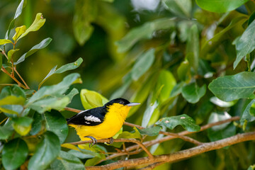 A vibrant male Common iora, a small passerine bird, is perched on a tree branch, showcasing its bright yellow and black plumage with white wing bars.