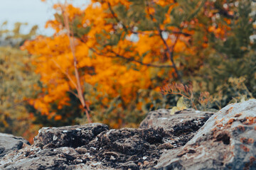 sharp detailed of rough grey stone texture in the foreground with blurred vibrant orange and yellow autumn leaves in the background concept of natural material, landscape design, seasonal marketing