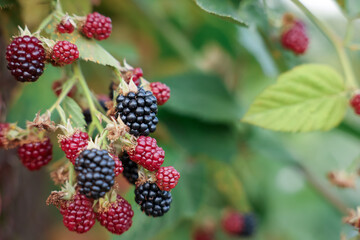 Bush with ripe and unripe blackberries in garden, closeup. Space for text