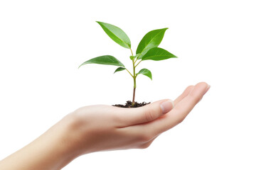 Obraz premium PNG Young plant environment hand sustainability.