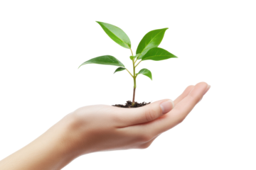 PNG Young plant environment hand sustainability.