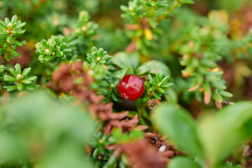Wild red berries on a bush close-up