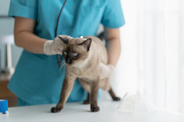 cat undergoes a health check by a veterinarian in a vet clinic