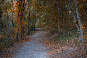 Peaceful woodland trail surrounded by trees with orange and brown autumn foliage, symbolizing tranquility, nature walks, and seasonal change.