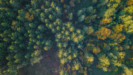 Bunte Baumkronen im Herbst aus der Vogelperspektive &uuml;ber einem dichten Wald