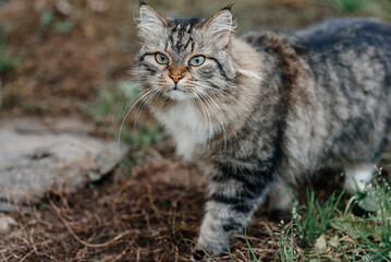large fluffy grumpy mongrel grey cat on green grass, pet cat at independent walk, tramp cat