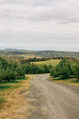 Road through an apple orchard leads to a scenic view of rolling hills and fields in autumn