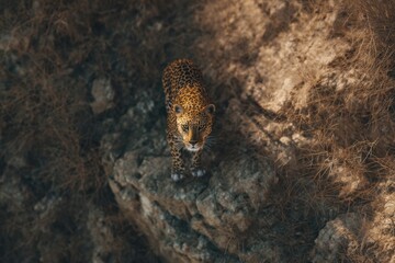 Fototapeta premium Cinematic aerial view of a wild leopard on rocky terrain in golden light