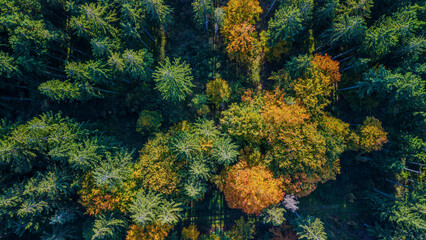 Bunte Laubver&auml;nderungen im Herbst &uuml;ber einem Wald in Deutschland