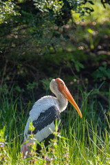 An orange-headed painted stork with a long, curved bill stands in a lush green field, its white and black wings visible in profile.