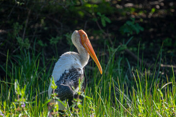 An orange-headed painted stork with a long, curved bill stands in a lush green field, its white and black wings visible in profile.