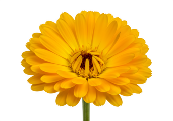Vibrant yellow pot marigold calendula bloom isolated on transparent or white background. PNG