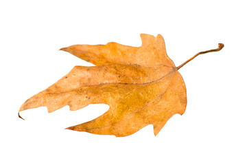 Fototapeta premium One dry maple leaf isolated on white. Autumn season