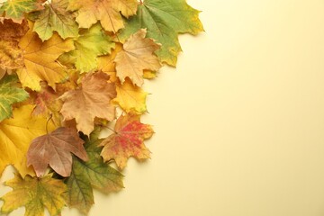 Fototapeta premium Beautiful autumn leaves on beige background, flat lay. Space for text