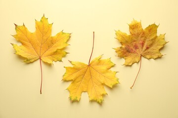 Beautiful autumn leaves on beige background, flat lay