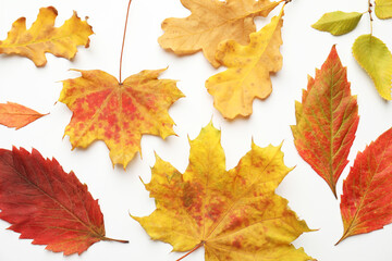 Beautiful autumn leaves on white background, flat lay