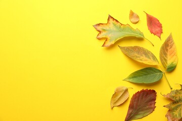 Fototapeta premium Beautiful autumn leaves on yellow background, flat lay. Space for text