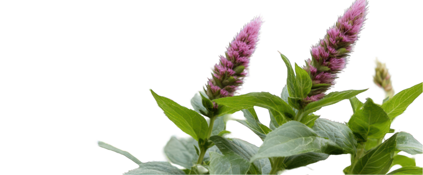 Pink flower blossom with green leaves on transparent background isolated for design element