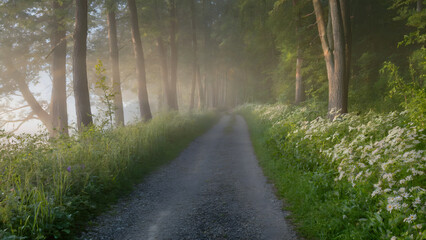 Obraz premium Gravel Path Traversing a Sun-Dappled Forest with Vibrant Wildflowers and Enveloping Morning Fog - serene nature