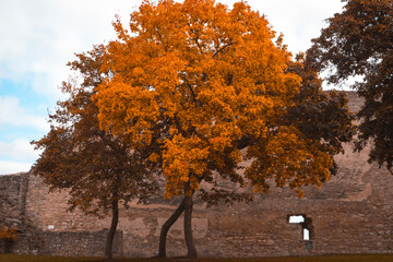 vibrant orange autumn maple tree stands in front of the ancient weathered stone wall of hainburg...